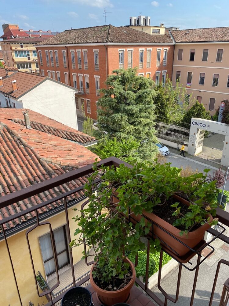 IMG_0966 1712739521 gallery 750x999