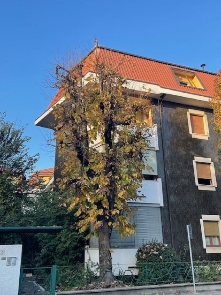 IMG_4758 1762504945 gallery 750x1000