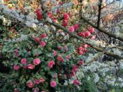 b0a62ef5 c771 427e be1e 513a3cead3fc 1775204912 gallery 180x135